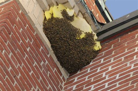 Wasp removal. Things To Know About Wasp removal. 